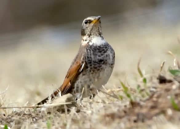 動物図鑑・ツグミ